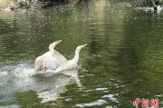 算命最准吉林：罕见白鸬鹚连续两年“故地重游”