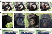 算命最准国际最新研究：机器人“打哈欠” 黑猩猩被传染